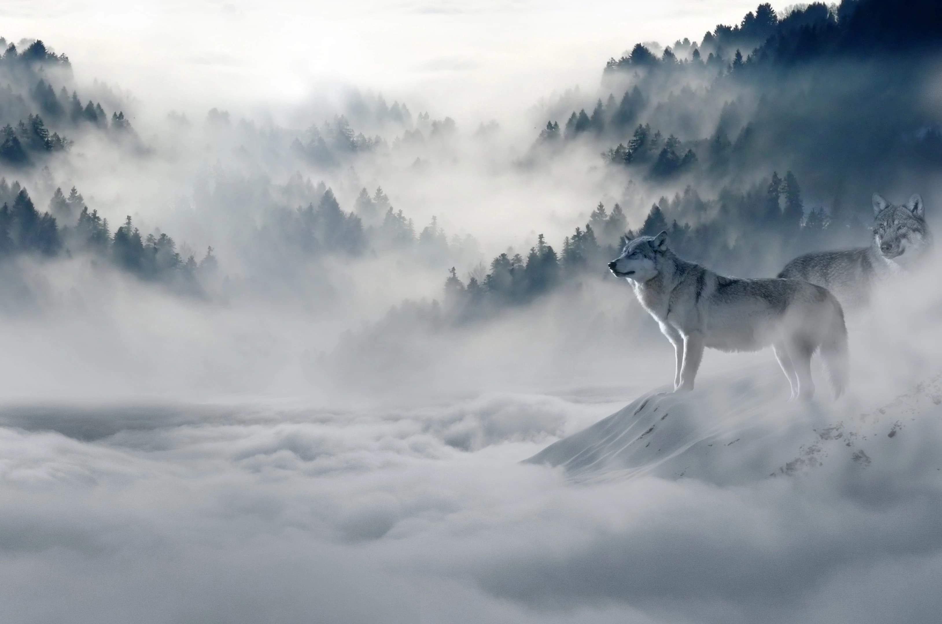 Wandtapijt met wolf die naar berglandschap kijkt